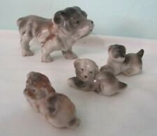 gray bulldog puppies for sale  Tucson