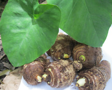 5 Taro Root Bulbs Edible Tropical Elephant Ear Colocasia Live Plant Fresh USA :) for sale  Shipping to South Africa