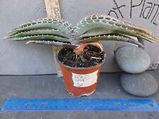 Aloe suprafoliata pot for sale  Deland