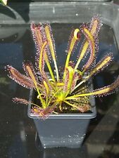 Sementes Drosera Capensis (padrão) - 50 frescas colhidas 2023 (plantas carnívoras) comprar usado  Enviando para Brazil