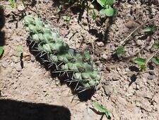 Nested Cylindropuntia. Hardy. 1 cutting for sale  Shipping to South Africa