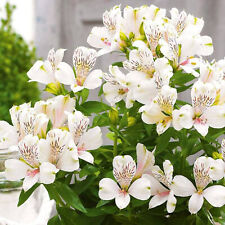 Alstroemeria inticancha white for sale  UK