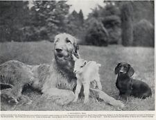 Irish wolfhound dachshund for sale  COLEFORD