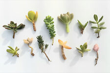 Succulent cuttings pieces for sale  Shipping to Ireland
