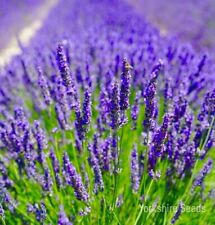 lavender seeds for sale  DEWSBURY