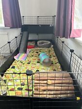 Indoor guinea pig for sale  LONDON