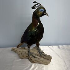 Impeyan monal pheasant for sale  Oakville