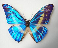 Male morpho cypris for sale  PERSHORE