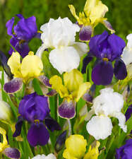 Mixed bearded iris for sale  Benton Harbor