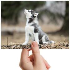 Husky puppy dog for sale  SELBY