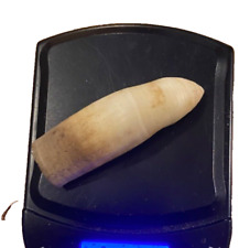 Alligator real tooth for sale  Wewahitchka