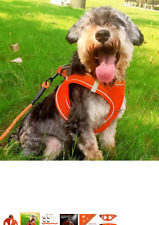 Joytale step dog for sale  MELTON MOWBRAY