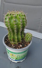 Kaktus echinopsis cm gebraucht kaufen  Berlin