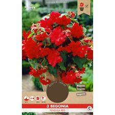 Begonia pendula red for sale  Ireland