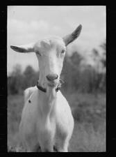 Saanen goat farm for sale  USA