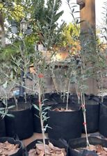 Arbequina olive live for sale  Rowland Heights