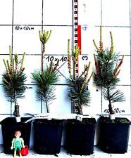 Pinus parviflora negishi gebraucht kaufen  Bad Bergzabern