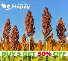 Sorghum black millet for sale  Shipping to Ireland