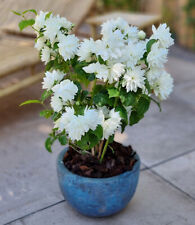 Duftender gartenjasmin pearls gebraucht kaufen  Bensheim