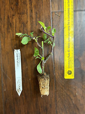 Longevity spinach plant for sale  Bossier City