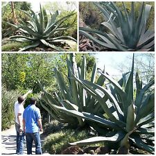 Semi agave mapisaga usato  Nizza Di Sicilia