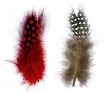 Guinea fowl feathers for sale  LIVERPOOL