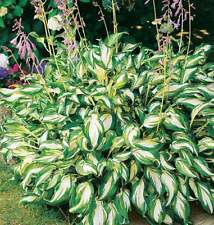 Hosta undulata mediovariegata d'occasion  Luzech