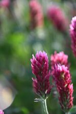 Crimson clover cover for sale  High Point