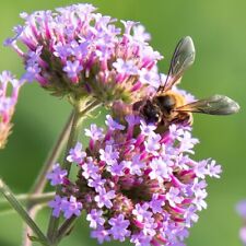 Verbena bonariensis bee for sale  IPSWICH
