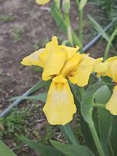 Yellow iris rhizomes for sale  Mcalester