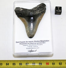 Dent fossile requin d'occasion  France
