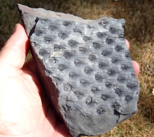 plant fossils for sale  Birmingham