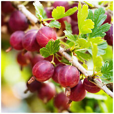 Red gooseberry plant for sale  NEWTOWNARDS