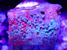 Superman chalice coral for sale  LONDON