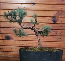 Bonsai Tree Live - Italian Stone Pine - Wired Large Pot Trained Pre Easy Grower , used for sale  Olive Branch