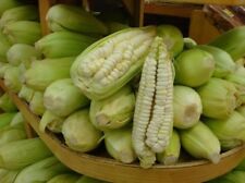 Peruvian chulpe corn for sale  Shipping to Ireland