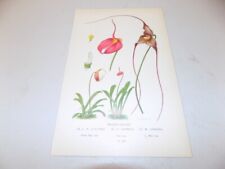 1897 Antique Floral Print  / MASDEVALLIAS ORCHID, used for sale  Shipping to South Africa