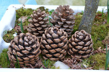 Pine cones large for sale  BANBRIDGE