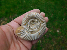 Ammonit kranaosphinctes . gebraucht kaufen  Limbach-Oberfrohna
