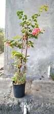 Pianta bougainvillea rosa usato  Giarre