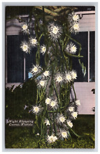 Vintage Postcard - Night Blooming Cereus Florida Plant - Botanical, used for sale  Shipping to South Africa