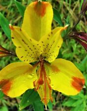 Alstroemeria glory andes for sale  Lummi Island