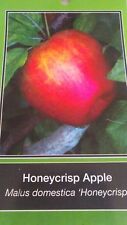 Honeycrisp apple tree for sale  Ben Wheeler