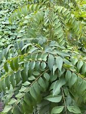 Curry leaf plant for sale  Naples