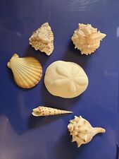 Different seashells sea for sale  Clackamas