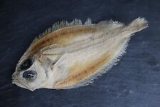 Platichthys flesus poisson d'occasion  Grenoble-