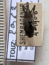 CURCULIONIDAE SSP REF.2963 for sale  Shipping to South Africa