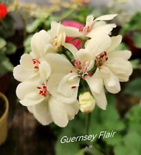 Pelargonie geranium guernsey for sale  Shipping to Ireland