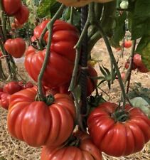 Tomatensamen italienische sort gebraucht kaufen  Beilngries