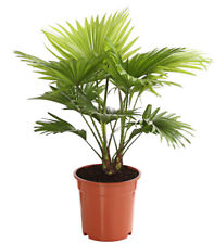 Zimmerpflanze palme rundblätt gebraucht kaufen  Rain